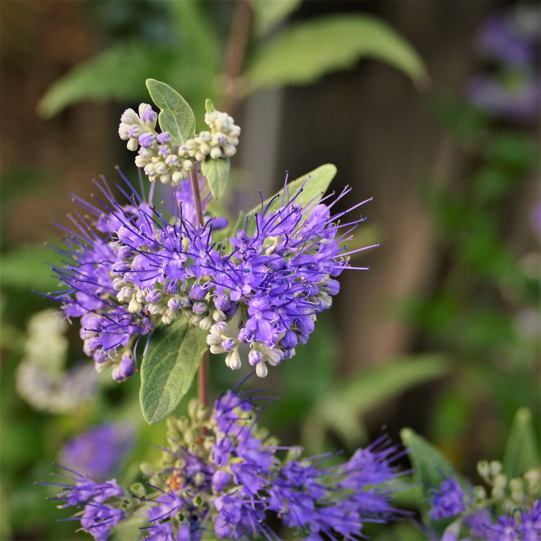 Das blüht zur Zeit in userem Garten