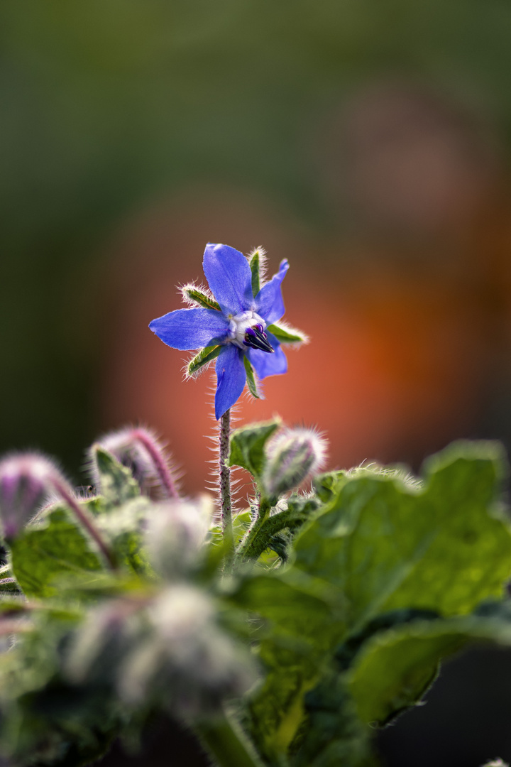 Das Blümchen.