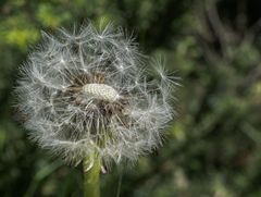 Das Blümchen am Mittwoch