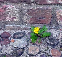 Das Blümchen an der Mauer