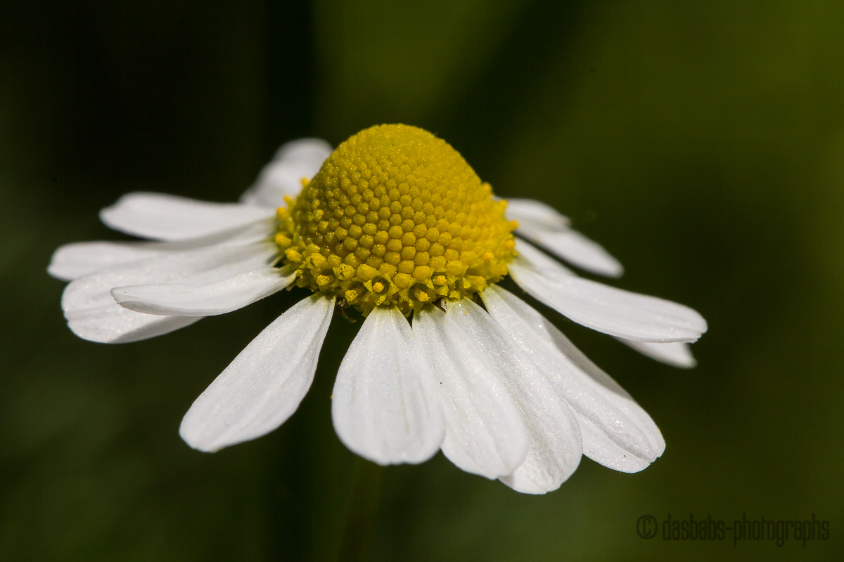 Das Blümchen