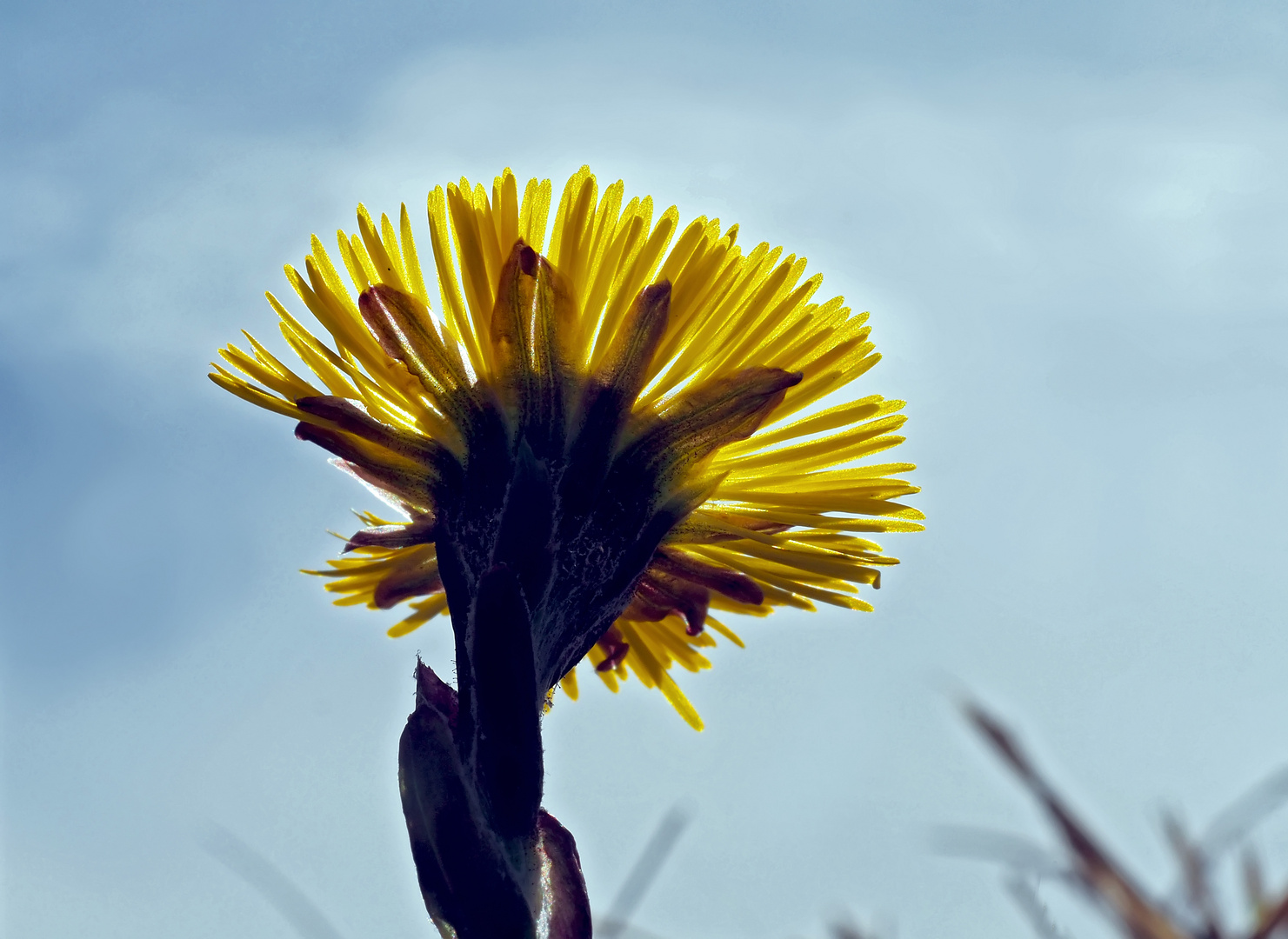 Das Blümchen der Hoffnung... - La fleur de l'espérance!