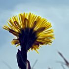 Das Blümchen der Hoffnung... - La fleur de l'espérance!