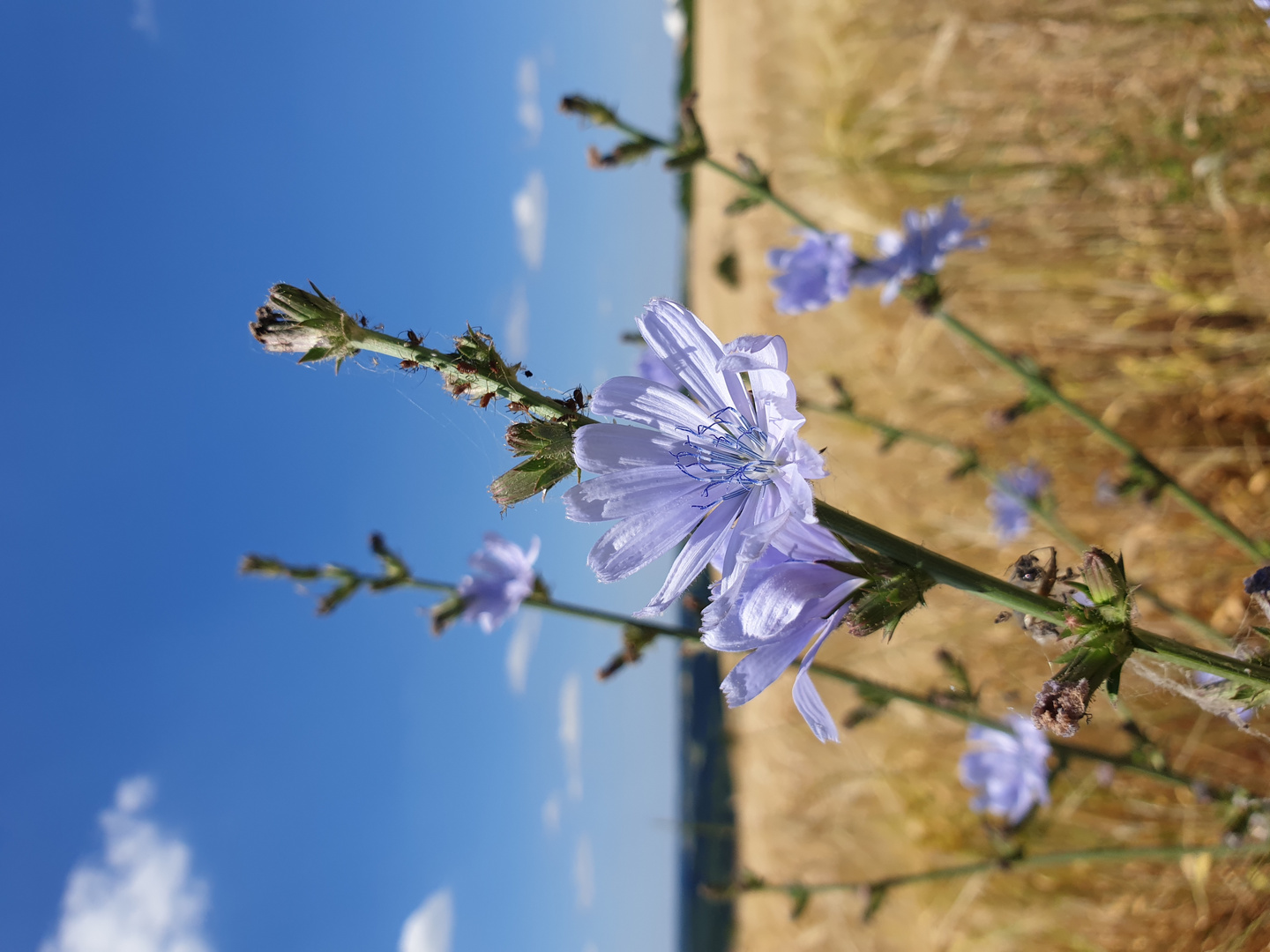 das Blümchen sonnt sich