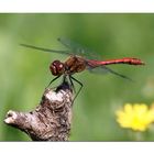 Das Blümchen vermittelt Sommer, Sonne und Wärme :-)