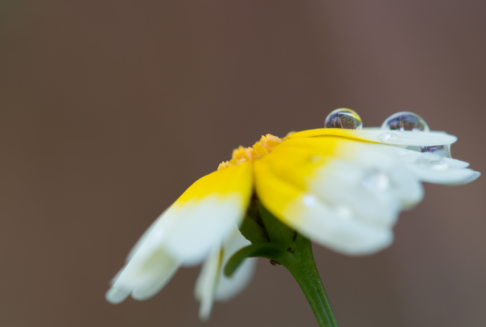 Das Blümchen zum Mittwoch