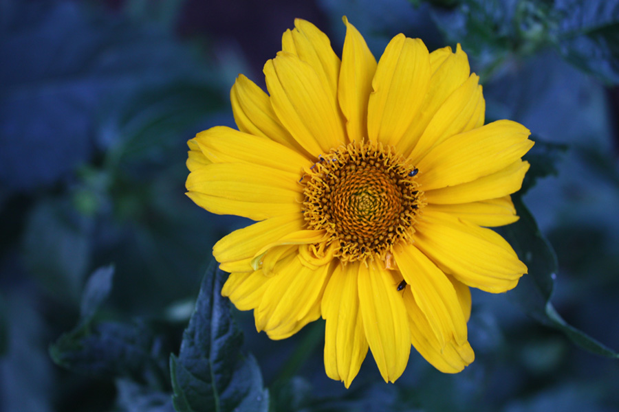 Das Blumen nicht frieren? von TheLaughingMan 