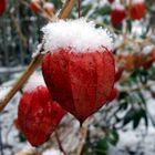 Das Blumen-Schneehäupchen