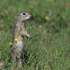 Das Blumenmädchen - Europäisches Ziesel