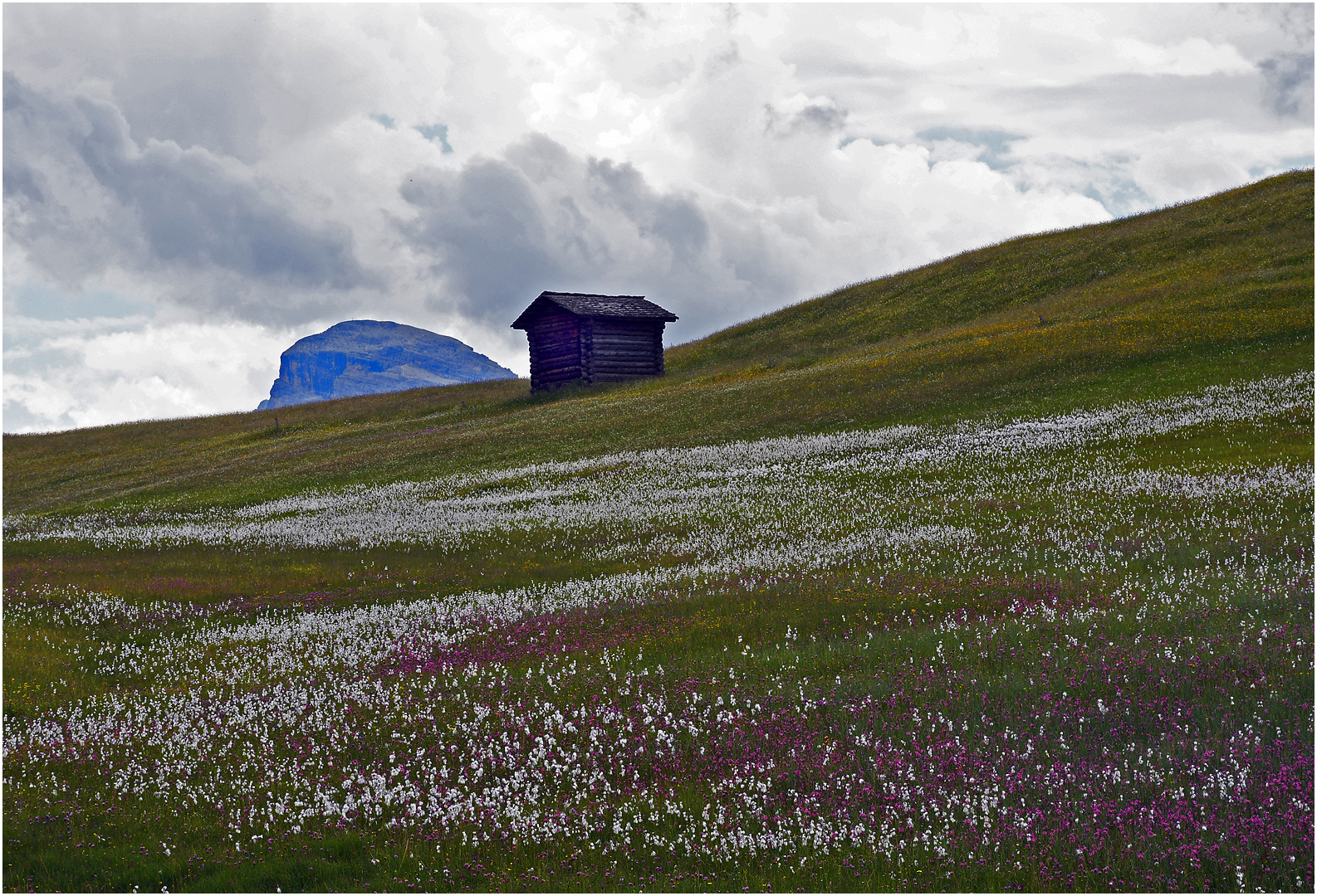 Das Blumenmeer auf den Armentara-Wiesen