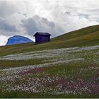 Das Blumenmeer auf den Armentara-Wiesen