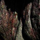 Das Blut der Bäume (Textur I)