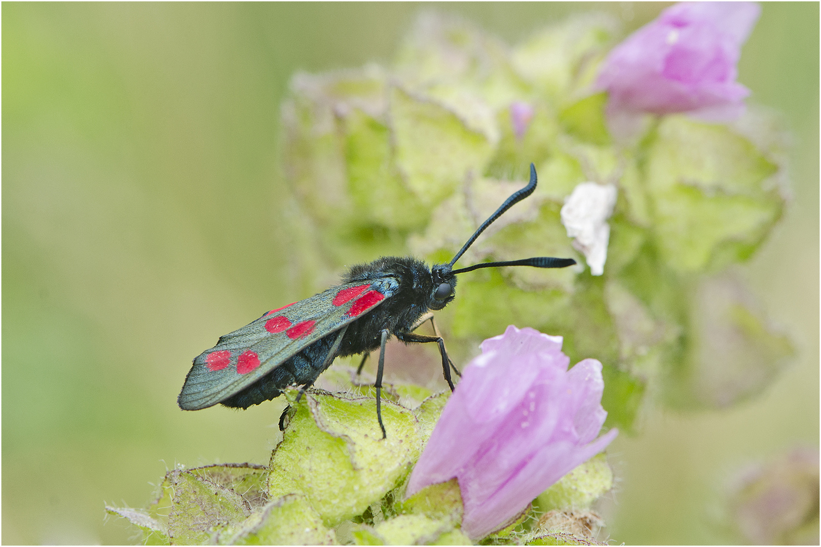 Das Blutströpfchen oder Sechsfleck-Widderchen (Zygaena filipendulae) . . .