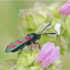 Das Blutströpfchen oder Sechsfleck-Widderchen (Zygaena filipendulae) . . .