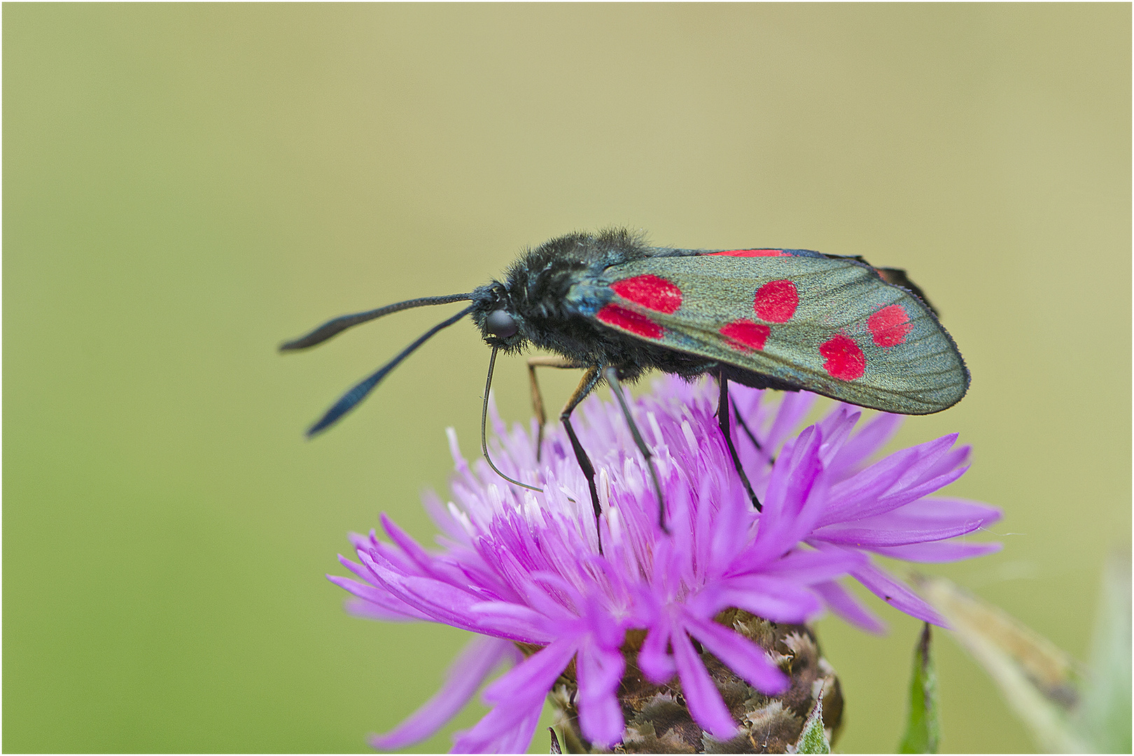 Das Blutströpfchen oder Sechsfleck-Widderchen (Zygaena filipendulae) . . . 