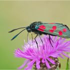 Das Blutströpfchen oder Sechsfleck-Widderchen (Zygaena filipendulae) . . . 