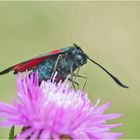 Das Blutströpfchen ((Zygaena filipendulae) entdeckte ich (1). . .