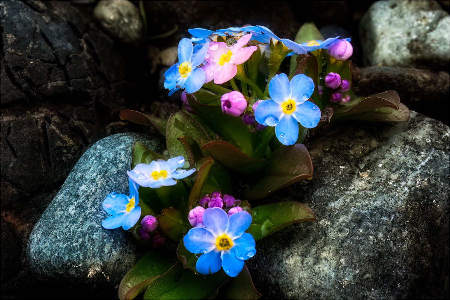 Das Bodensee - Vergissmeinnicht  (Myosotis rehsteineri)