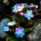 Das Bodensee - Vergissmeinnicht  (Myosotis rehsteineri)