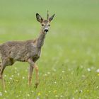 Das Böckchen im Fellwechsel...