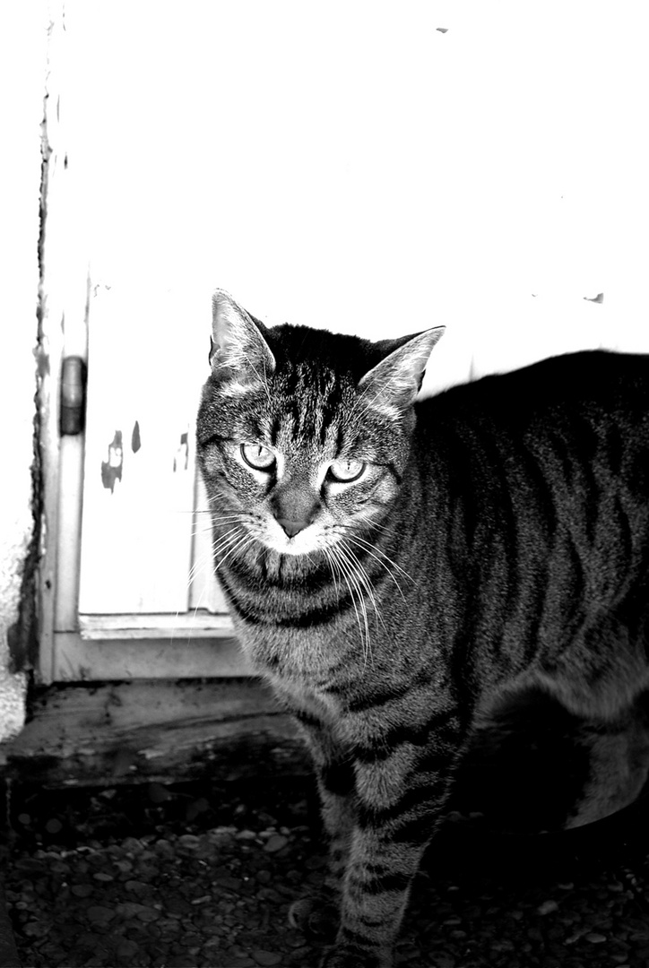 das Böse hat viele Gesichter Foto & Bild tiere, haustiere, katzen Bilder auf