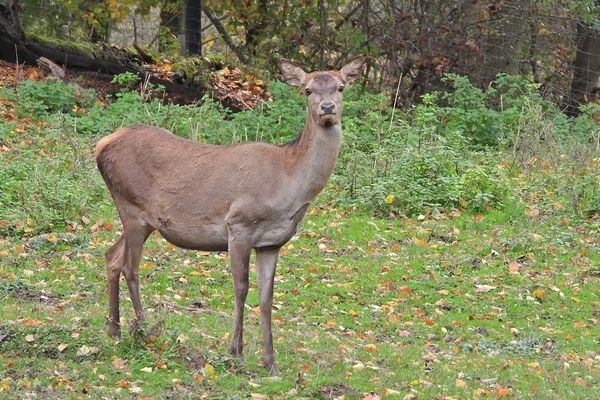 Das böse Rotwild 04