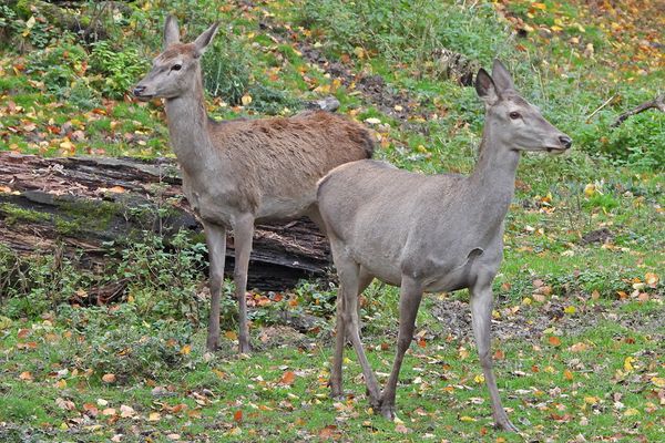 Das böse Rotwild 05