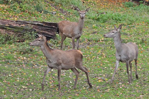Das böse Rotwild 06