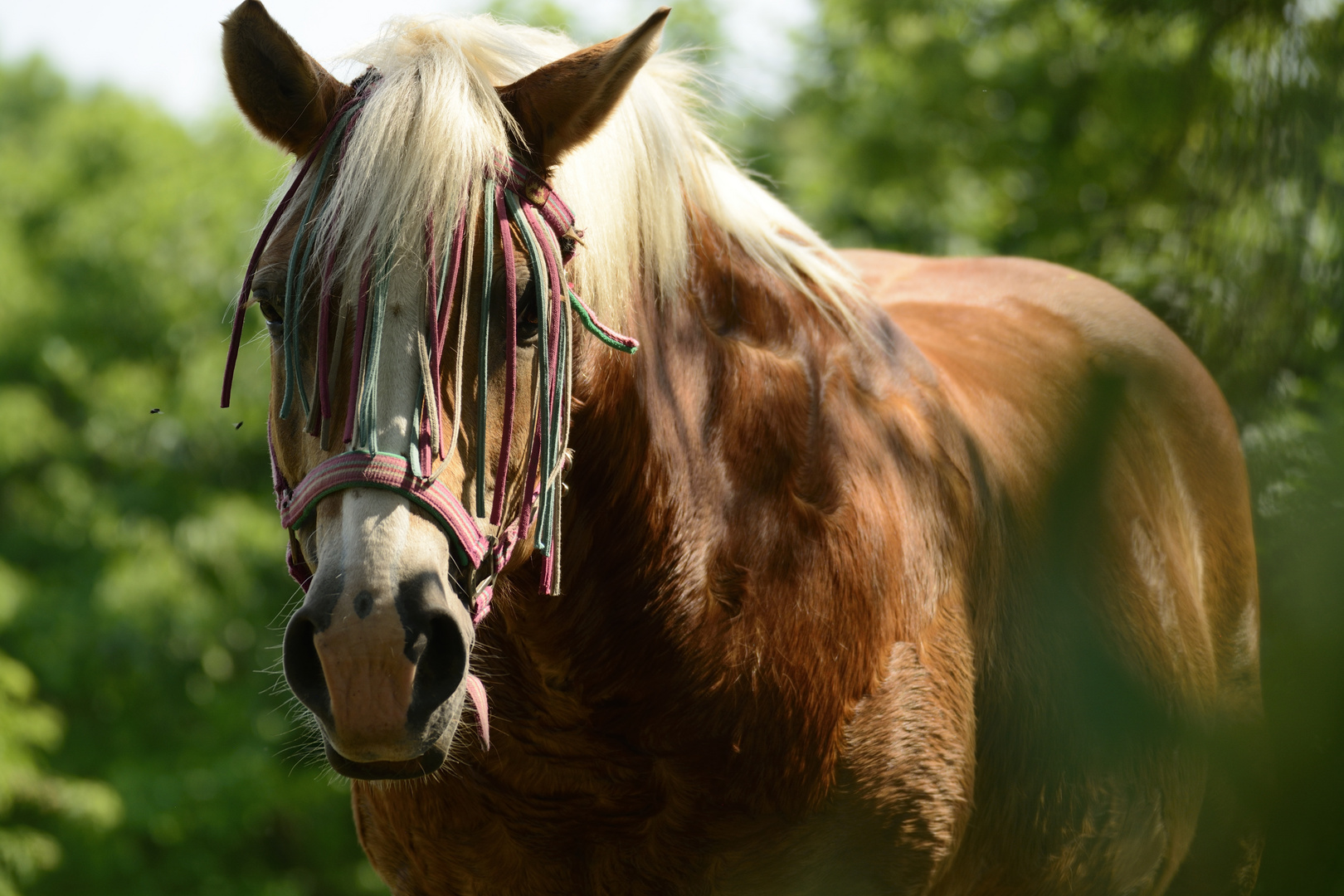 das Bokeh-Horse :-)