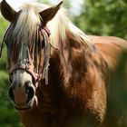 das Bokeh-Horse :-)