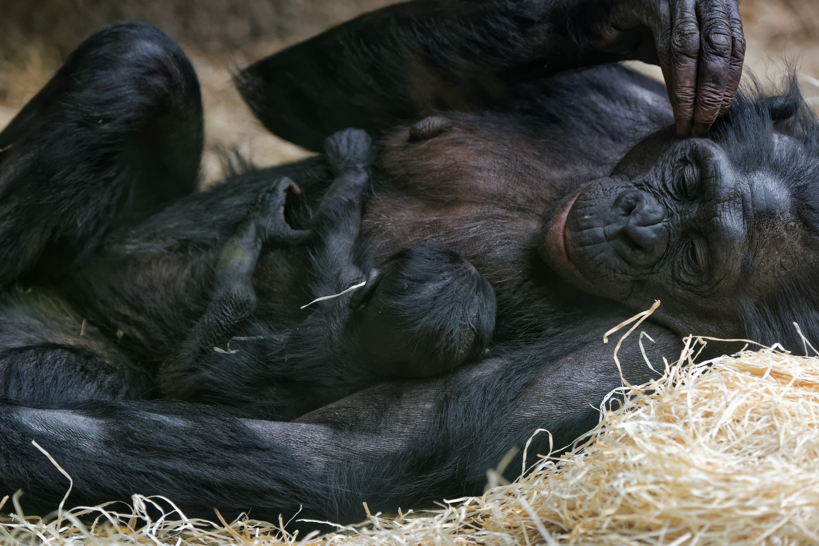 Das Bonobo-Baby und Mutter KUTU (2)