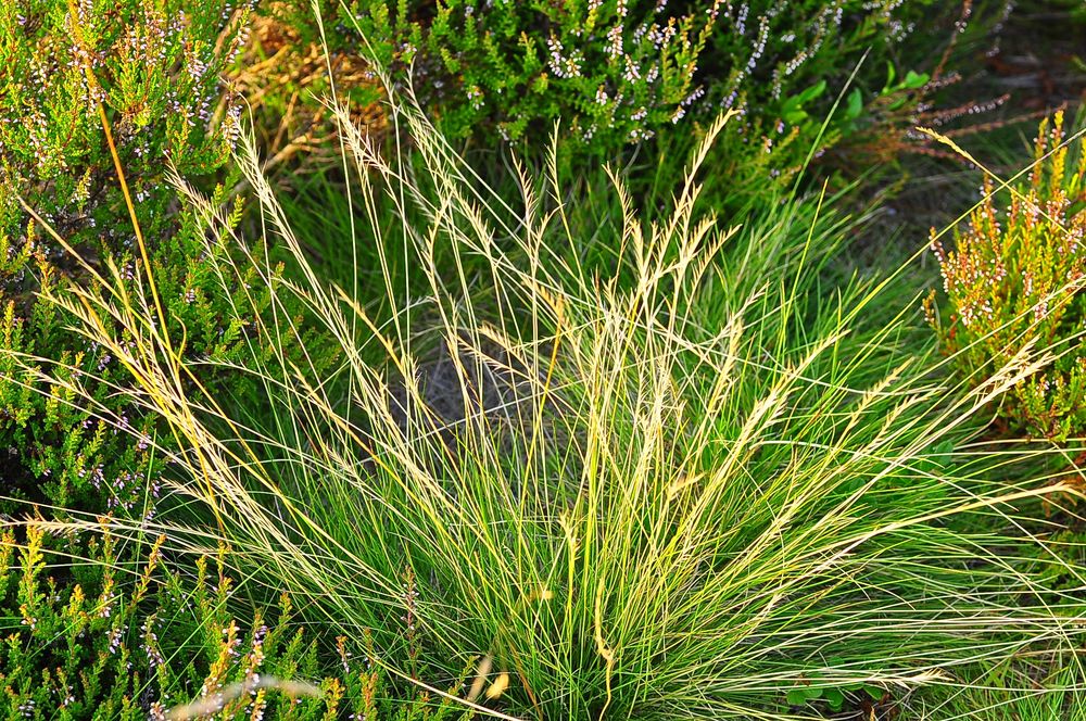 Das Borstgras (Nardus stricta)