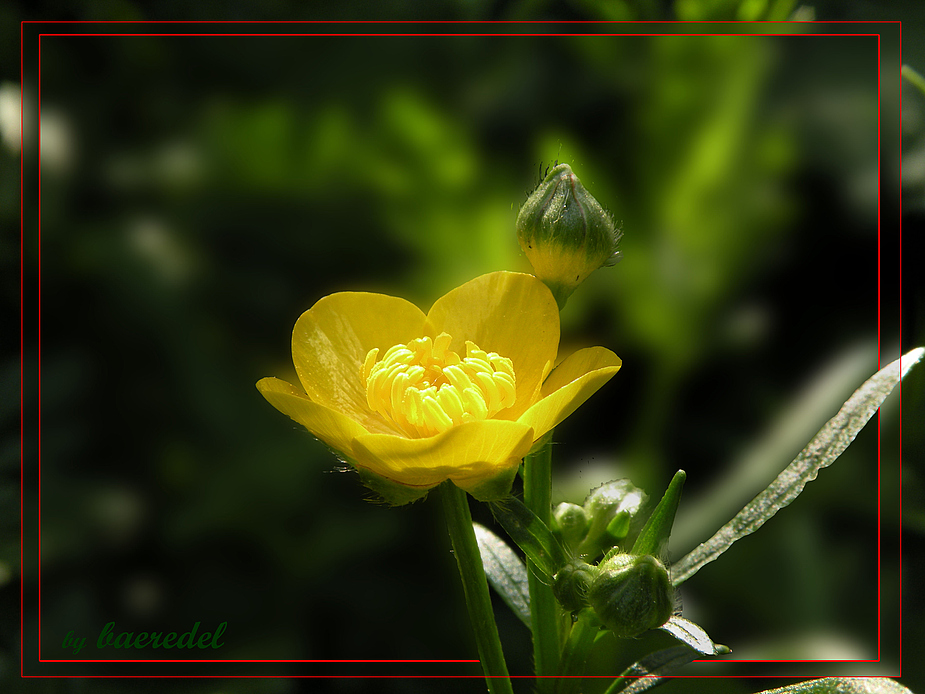 ... das "Botter- blömsche" ... die Butterblume ... ranunculus acris ...