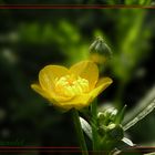 ... das "Botter- blömsche" ... die Butterblume ... ranunculus acris ...