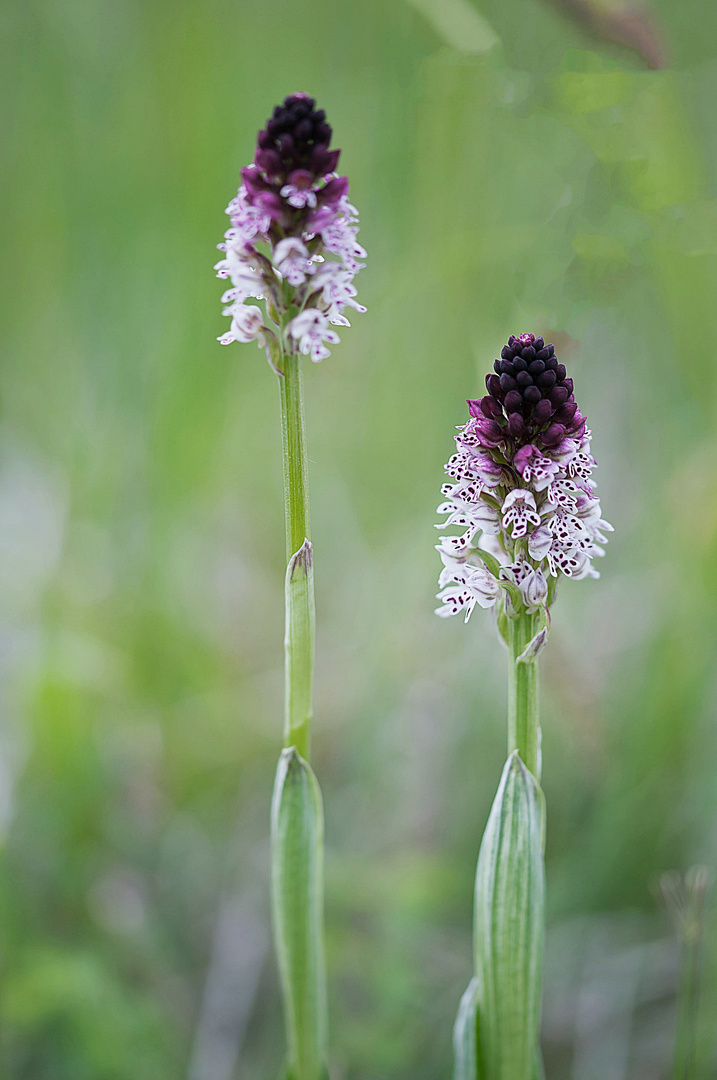 Das Brand-Knabenkraut ( Orchis ustulata )