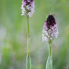 Das Brand-Knabenkraut ( Orchis ustulata )