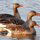 "Das Braune Trio"  -eins von vier tierischen Trios