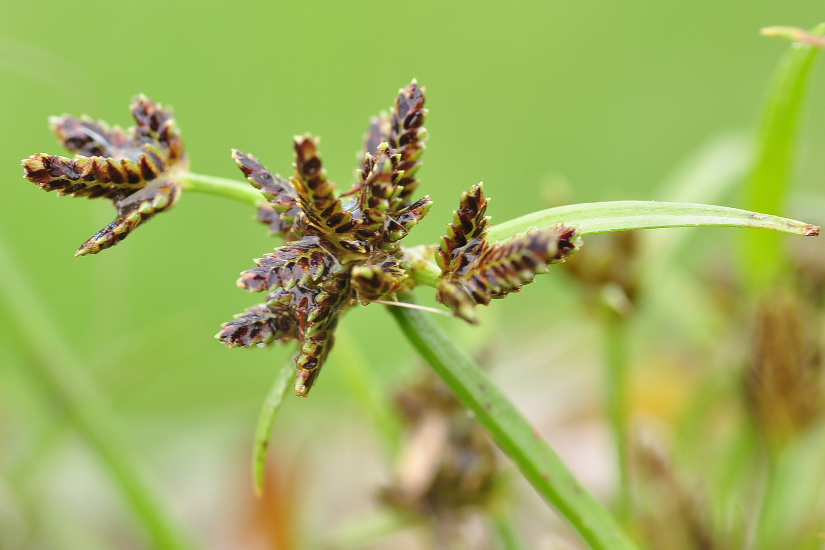 Das Braune Zypergras (Cyperus fuscus)