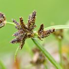 Das Braune Zypergras (Cyperus fuscus)