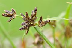 Das Braune Zypergras (Cyperus fuscus)