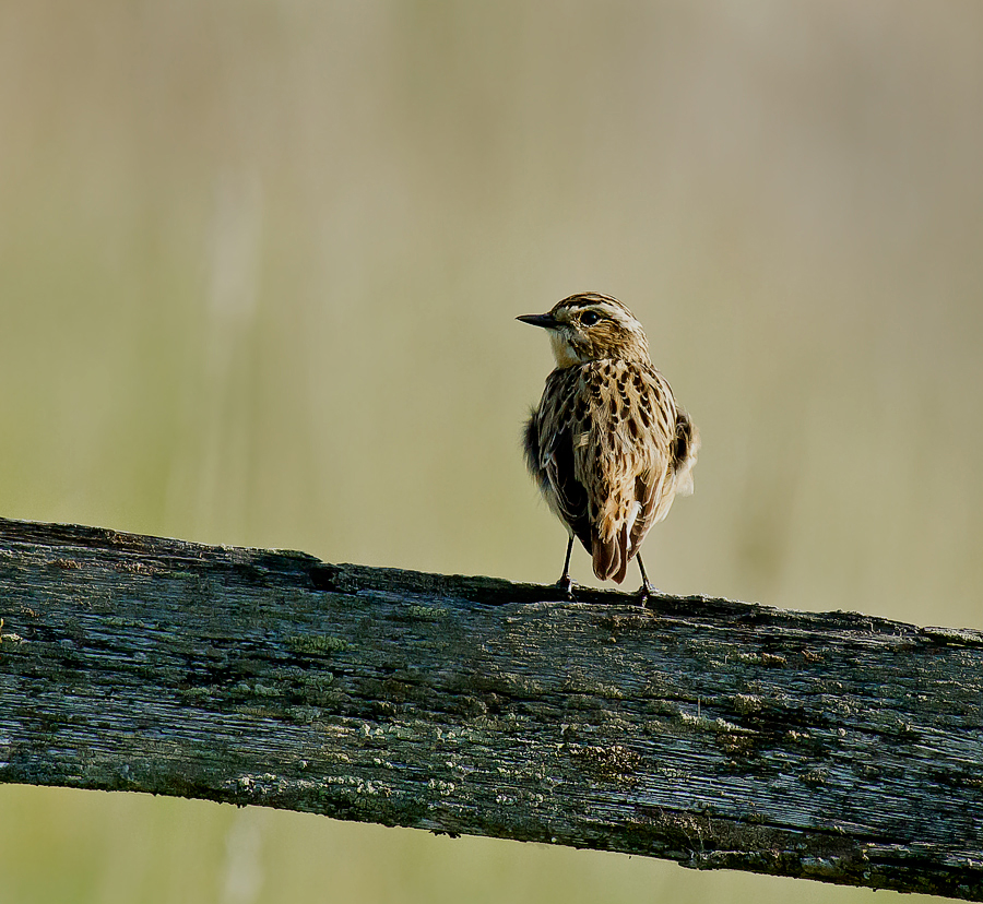 Das Braunkehlchen (Saxicola rubetra)