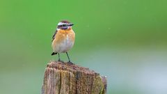 Das Braunkehlchen trotzt dem Nieselregen.