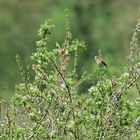 Das Braunkehlchen - Vogel des Jahres 2023