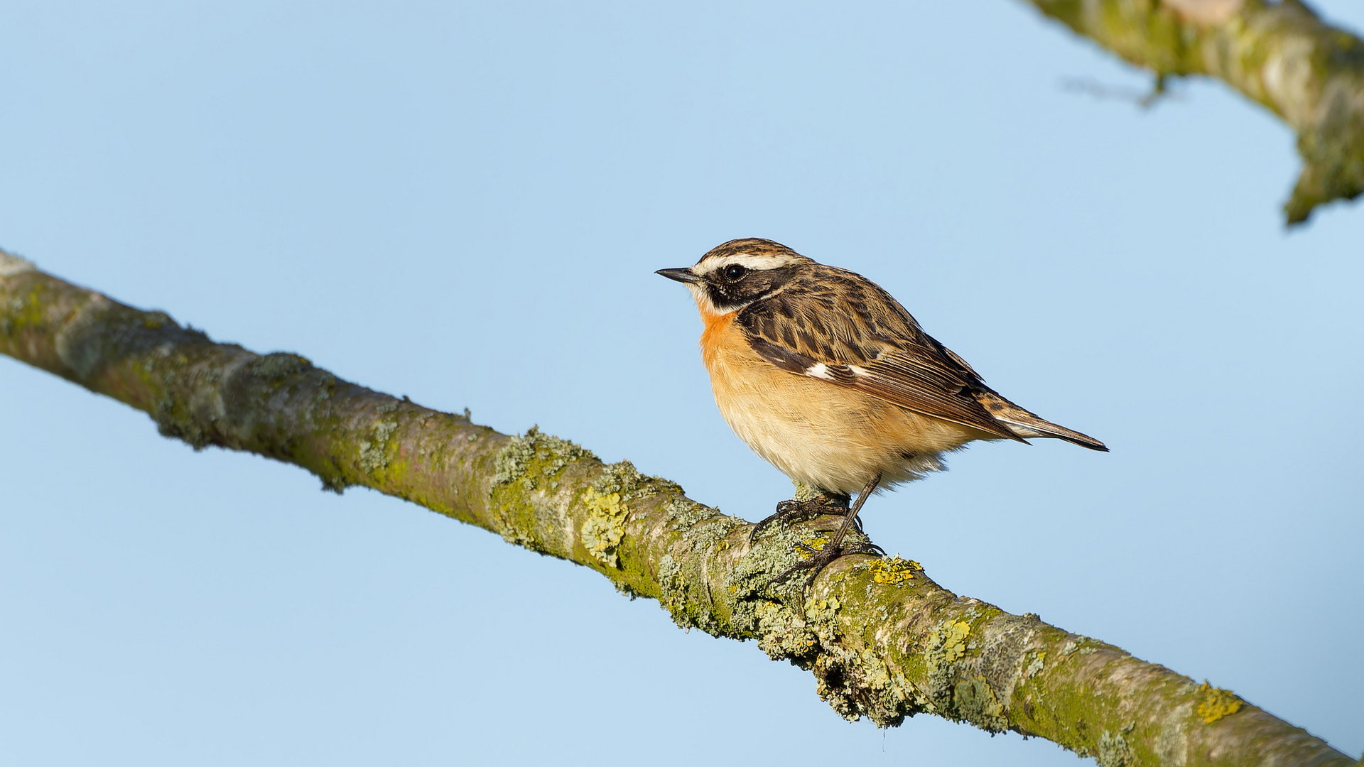 das Braunkehlchen - Vogel des Jahres 2023