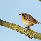 das Braunkehlchen - Vogel des Jahres 2023