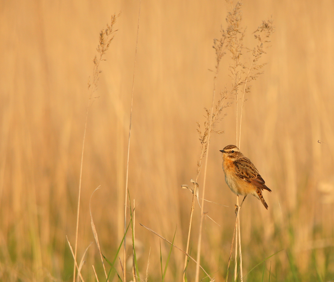  das braunkelchen, -vogel des jahres 23-