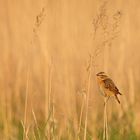  das braunkelchen, -vogel des jahres 23-