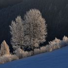 Das Brautkleid der Bäume