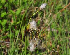 Das Breitblättrige Wollgras (Eriophorum latifolium)