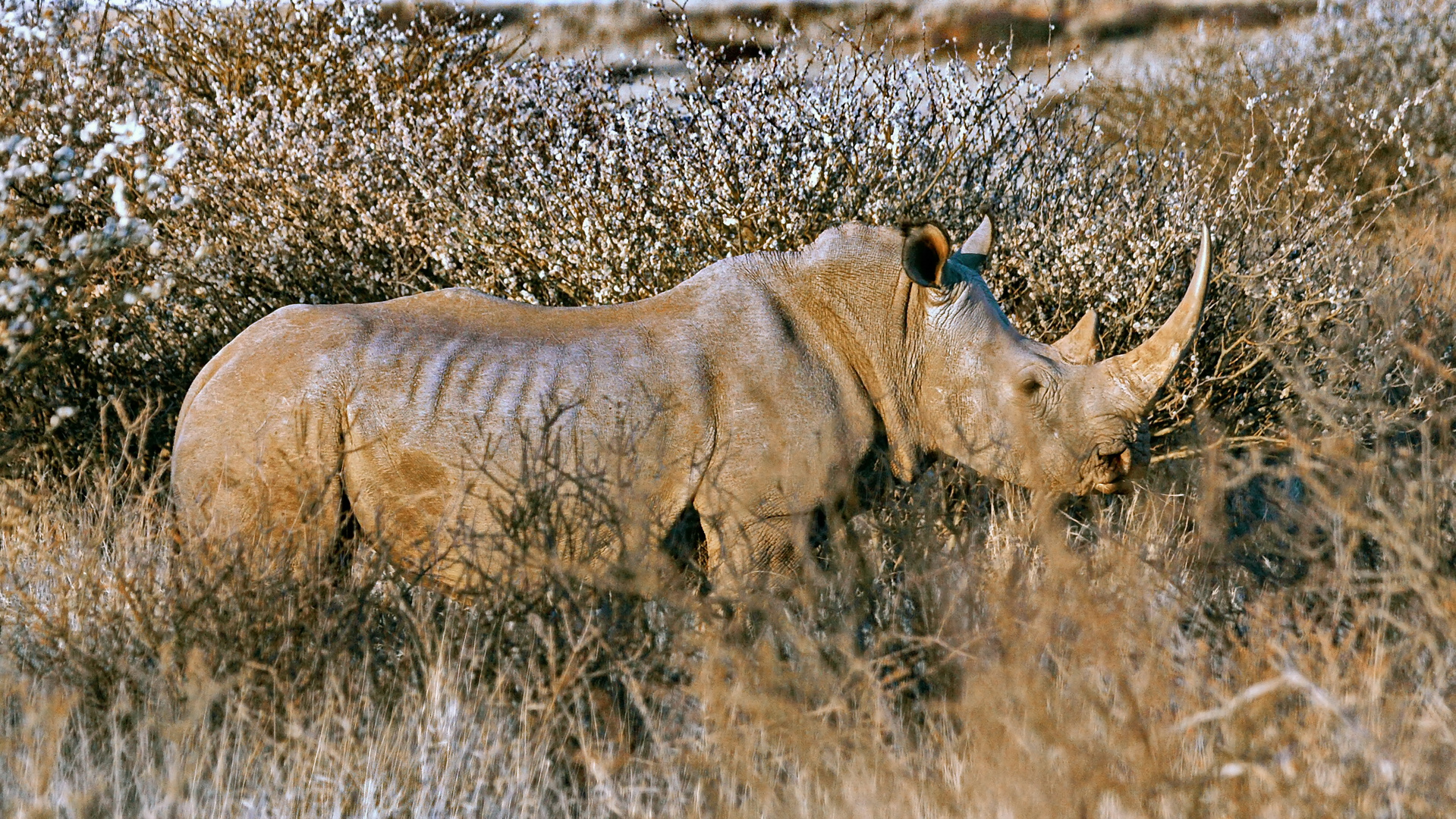 Das Breitmaulnashorn